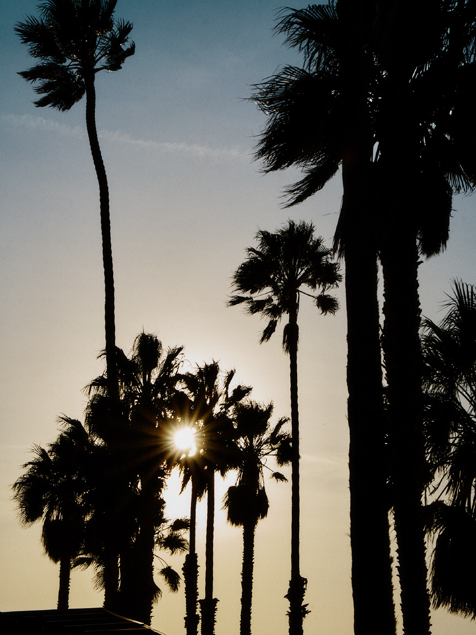 落日余晖下的棕榈树剪影。