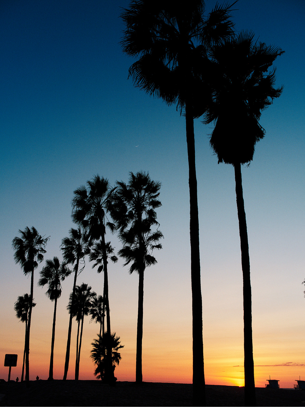 落日余晖下的棕榈树剪影。