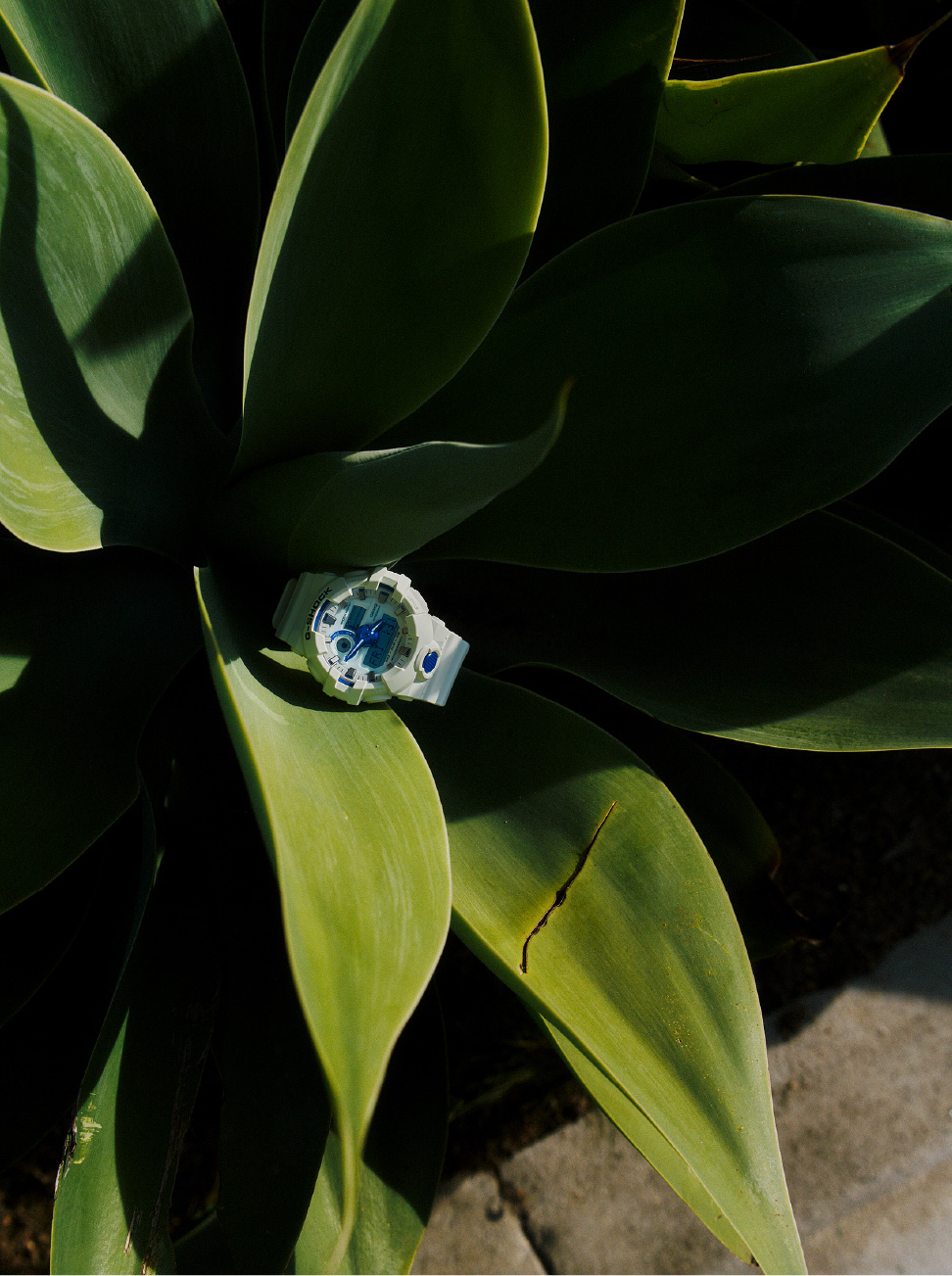 白色 G-SHOCK 放在多肉植物的叶子上。
