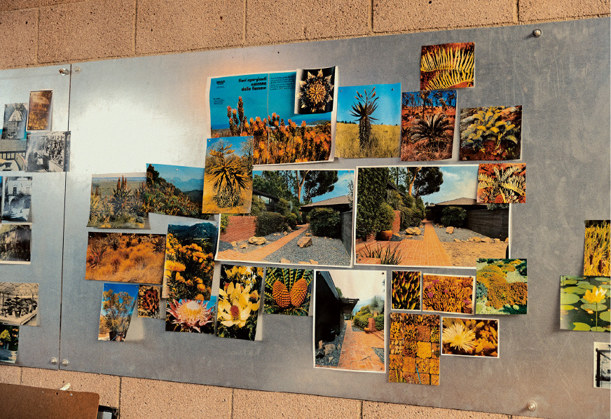 仙人掌商店工作室墙壁的照片