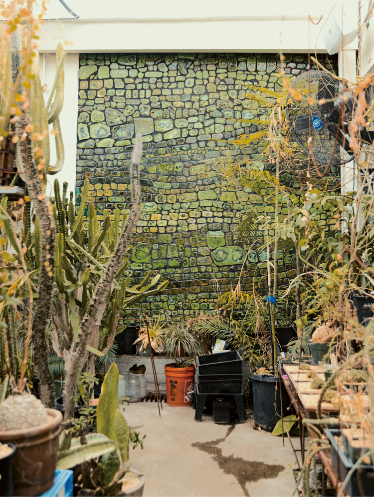 仙人掌商店内部照片。