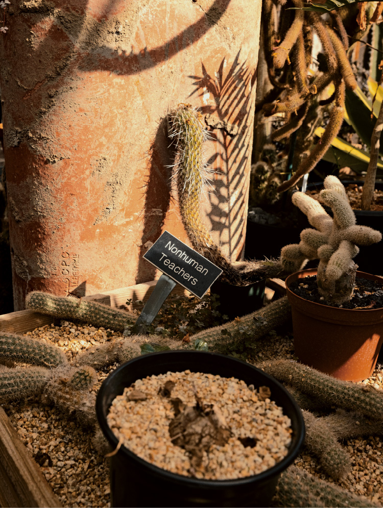 工作室入口附近仙人掌的照片。